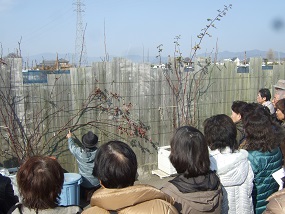 20140202バラ講習 誘引