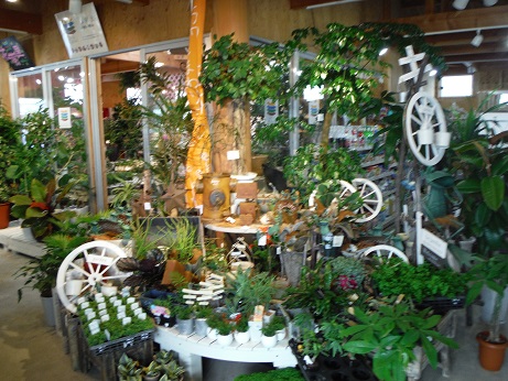 20140329観葉コーナー