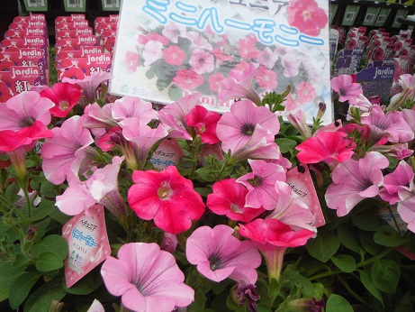 20140412ペチュハーモニー