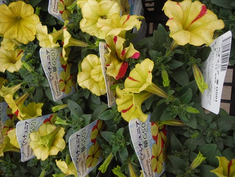 20140412ペチュ華