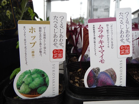 20140419紫いも ホップ