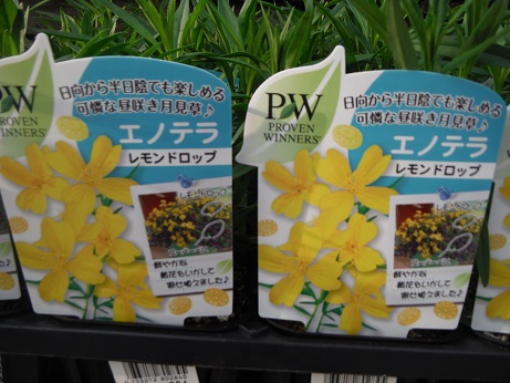 20140503エノテラ