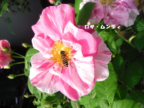 20140517ロサムンディ