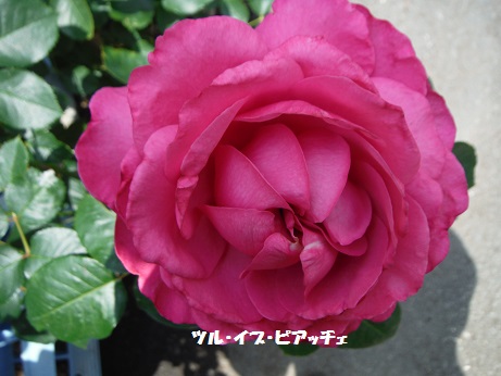 20140531ツルイブピアッチェ