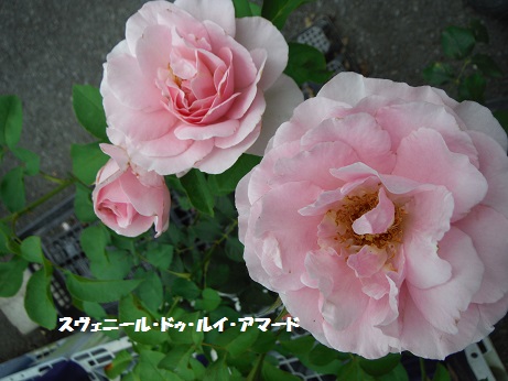 20140705スヴェニールドルイアマード