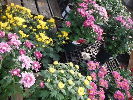 20140913菊