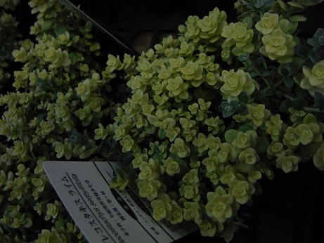 20150227ヘリクリ ライム