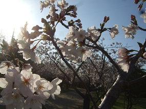20150403さくら 太陽