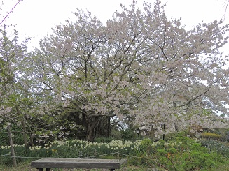 20150410さくら 4よもみ