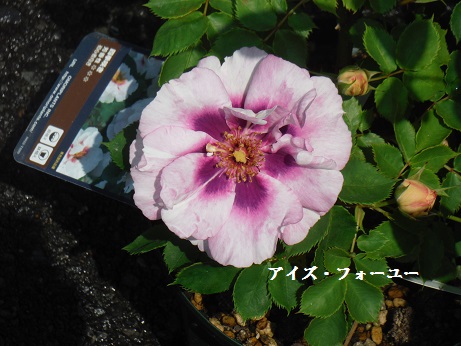 20150425 バラ アイズフォーユー
