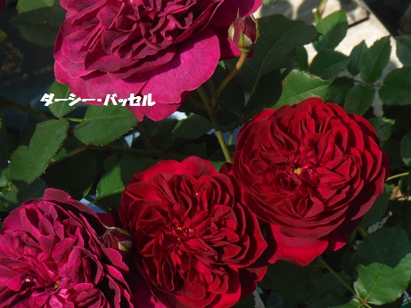 20150425 バラ ダーシーバッセル
