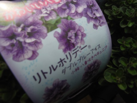 20150425ペチュ リトルホリデー