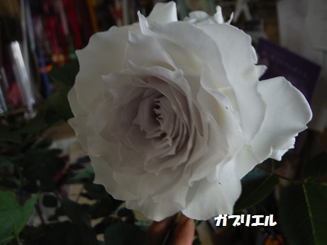 20150502 bara ガブリエル