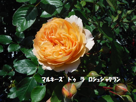 20150502 bara マルキーズ