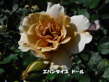 20150502 ばら エバンタイユドール