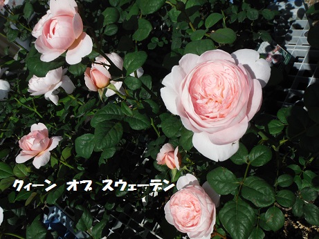20150502 バラ くいーんおぶすえーでん