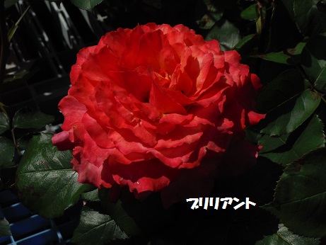 20150502 バラ ブリリアント