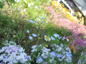 20150502き こばたけ