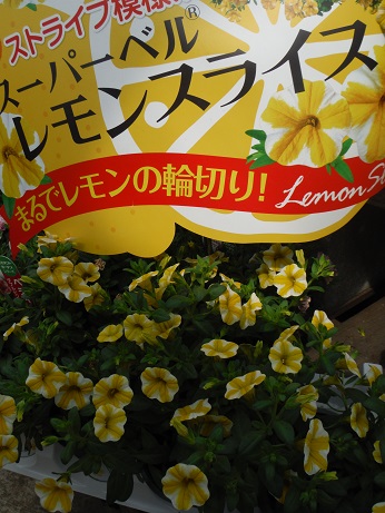 20150502ぺちゅ レモンスライス