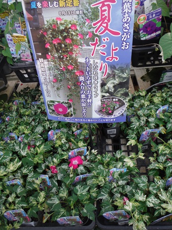 20150522あさがお なつしぐれ