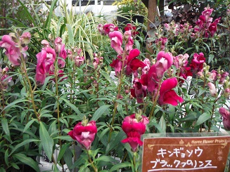 20150912キンギョ ブラックプリンス