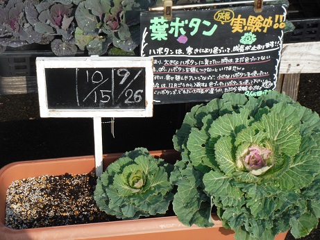 20151024はぼたん