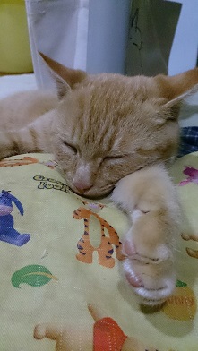 20151127あねこ