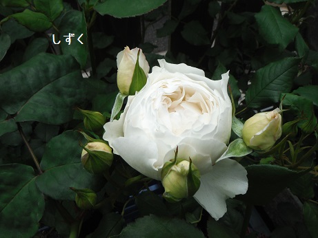 20160424 ばら しずく