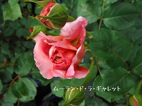 20160424 バラ ムーラン