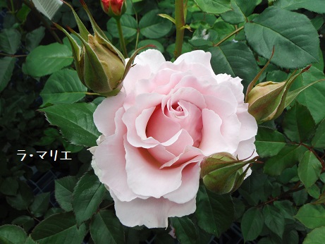 20160424ばら ら まりえ