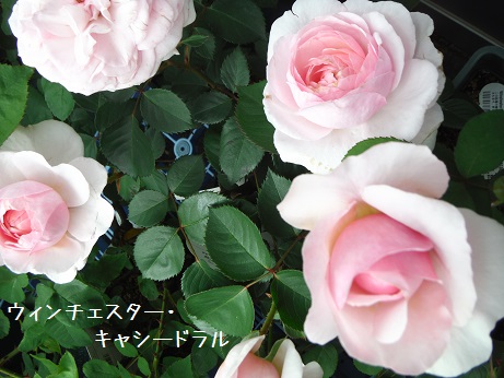 20160426 バラ ウィンチェスター