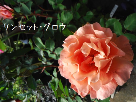 20160430ば サンセットグロウ
