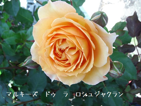 20160430ば マルシーズ