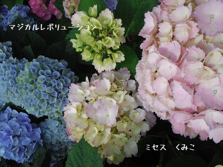 20160507H Mレボリューション くみこ