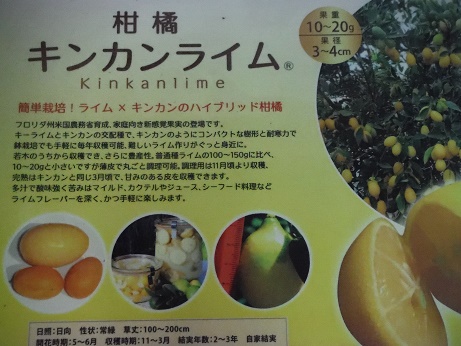 20170421 6キンカンライム
