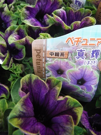 20170429 3 ぺ まさき