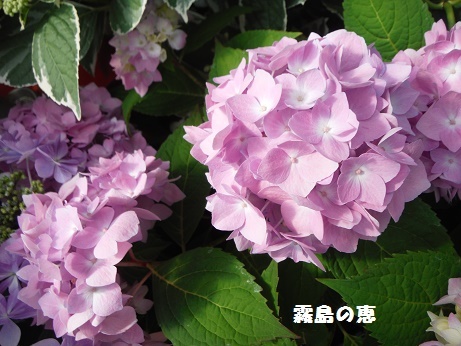 20170505 4 H霧島の恵
