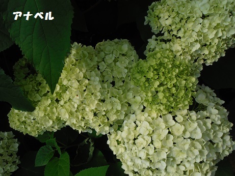 20170505 4Hあなべるy