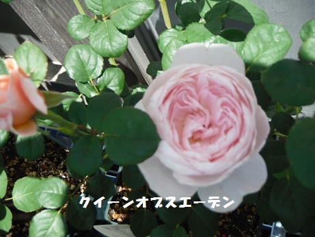 20170505 ばら クイーンオブスーデン