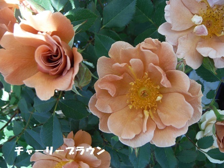 20170505 ばら チャーリーブラウン