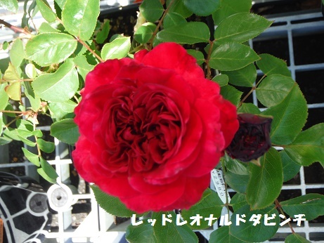 20170505ばら レッドレオナルドダビンチ