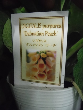 201705053じぎ ダルメシアンピーチ