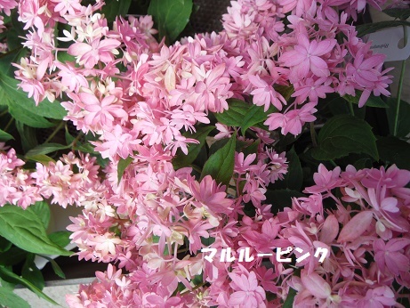 201705054H マルルーピンク