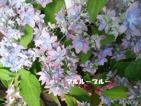 201705054H マルルーブルー