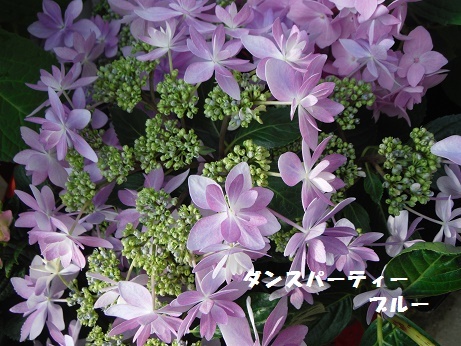 2017050504Hダンパ ブルー