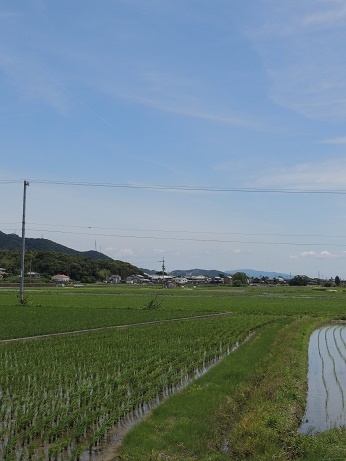 20170615こうのとり たんぼ
