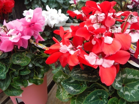 20171125 4 シクラ クラシカルドレス