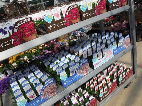 20180309 3 ぺ サフィニア