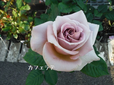 20180429 かふぇらて