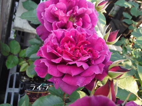 20180429raira